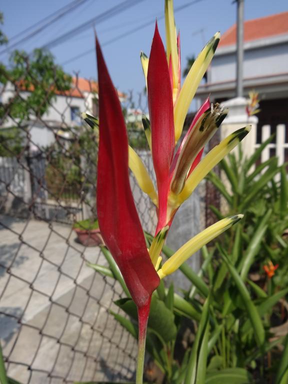 Skybird Homestay Hoi An Exterior photo